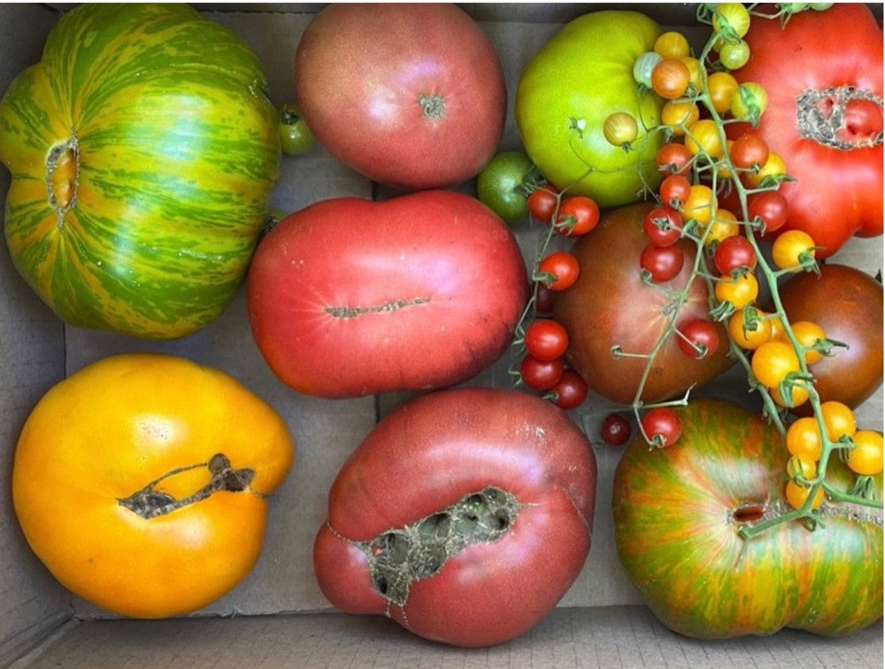 Mix de Tomates orgánicos 1kg